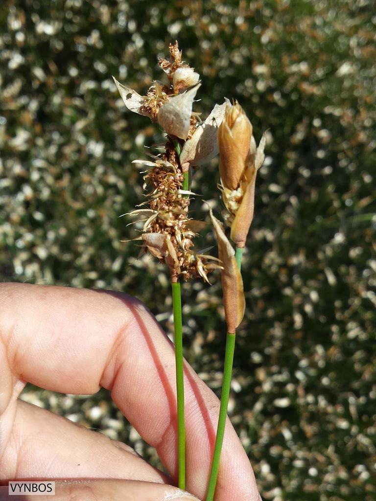 Elegia coleura