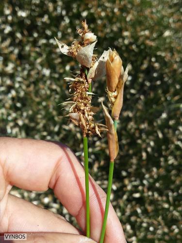Elegia coleura