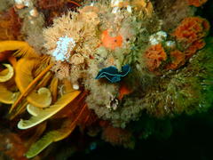 Tambja capensis