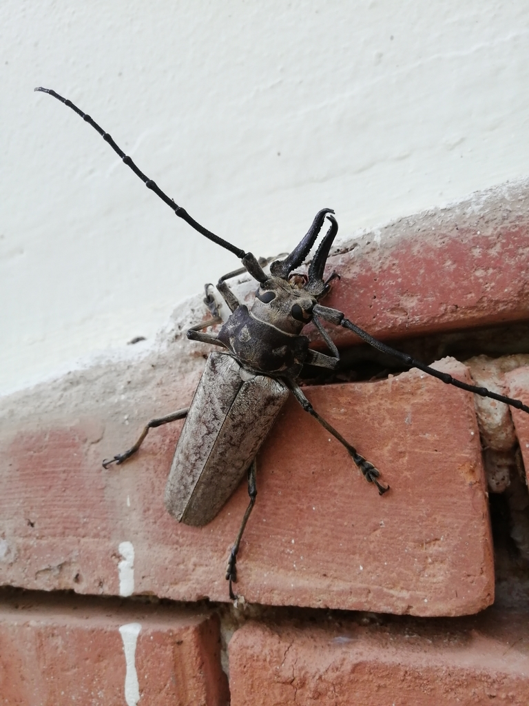Callipogon sericeus
