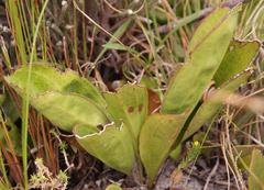 Mairia coriacea