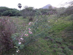 Oxystelma esculentum