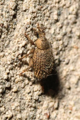 Cathormiocerus aristatus