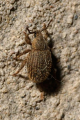 Cathormiocerus aristatus