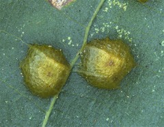 Caryomyia striolacrustum image