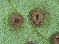 Caryomyia striolacrustum image