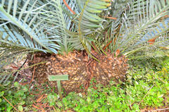 Encephalartos lehmannii