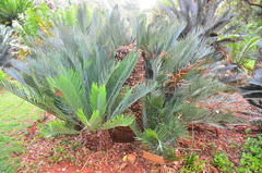 Encephalartos lehmannii