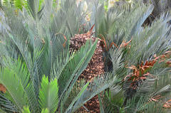 Encephalartos lehmannii