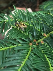 Myathropa