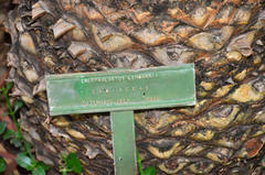 Encephalartos lehmannii