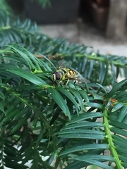 Myathropa