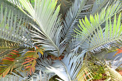 Encephalartos lehmannii