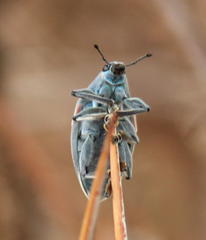 Polyclaeis equestris