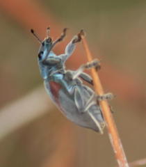 Polyclaeis equestris