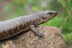 Matobosaurus validus