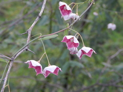 Oxystelma esculentum