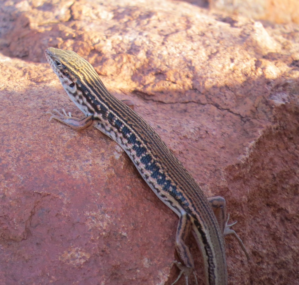 Massive-Gibber Ctenotus
