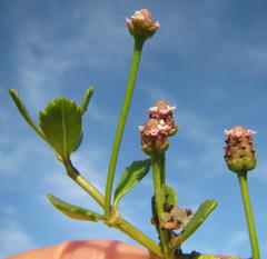 Phyla nodiflora nodiflora