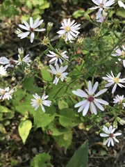 Symphyotrichum cordifolium