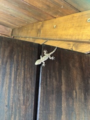 Tarentola mauritanica