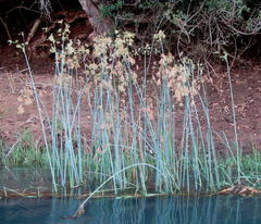Schoenoplectus scirpoides