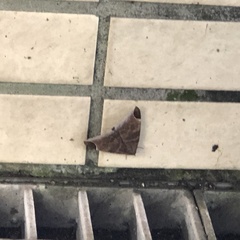 Pindara illibata