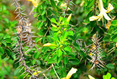 Barleria rotundifolia