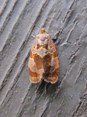 Clepsis listerana