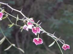 Oxystelma esculentum