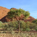 Desert Bloodwood - Photo (c) Kenneth Bader, some rights reserved (CC BY-NC), uploaded by Kenneth Bader