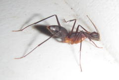Camponotus etiolipes