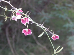 Oxystelma esculentum