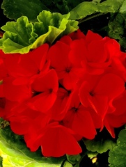 Pelargonium
