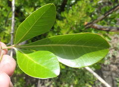 Searsia lucida lucida