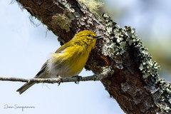 Setophaga pinus chrysoleuca