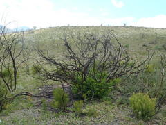 Searsia lucida lucida