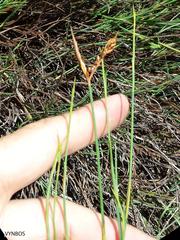 Platycaulos compressus