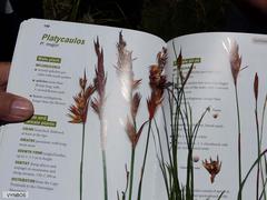 Platycaulos compressus