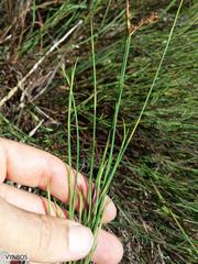 Platycaulos compressus