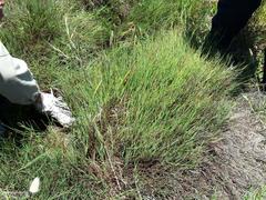 Platycaulos compressus