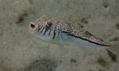 Torquigener pleurogramma