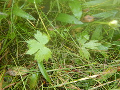 Ranunculus propinquus