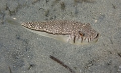 Torquigener pleurogramma