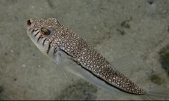 Torquigener pleurogramma