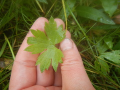 Ranunculus propinquus