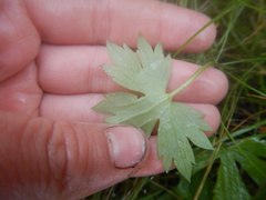 Ranunculus propinquus