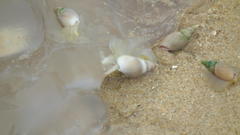 Eupilema inexpectata