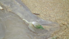 Eupilema inexpectata