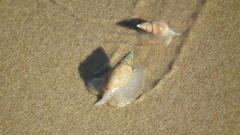 Eupilema inexpectata